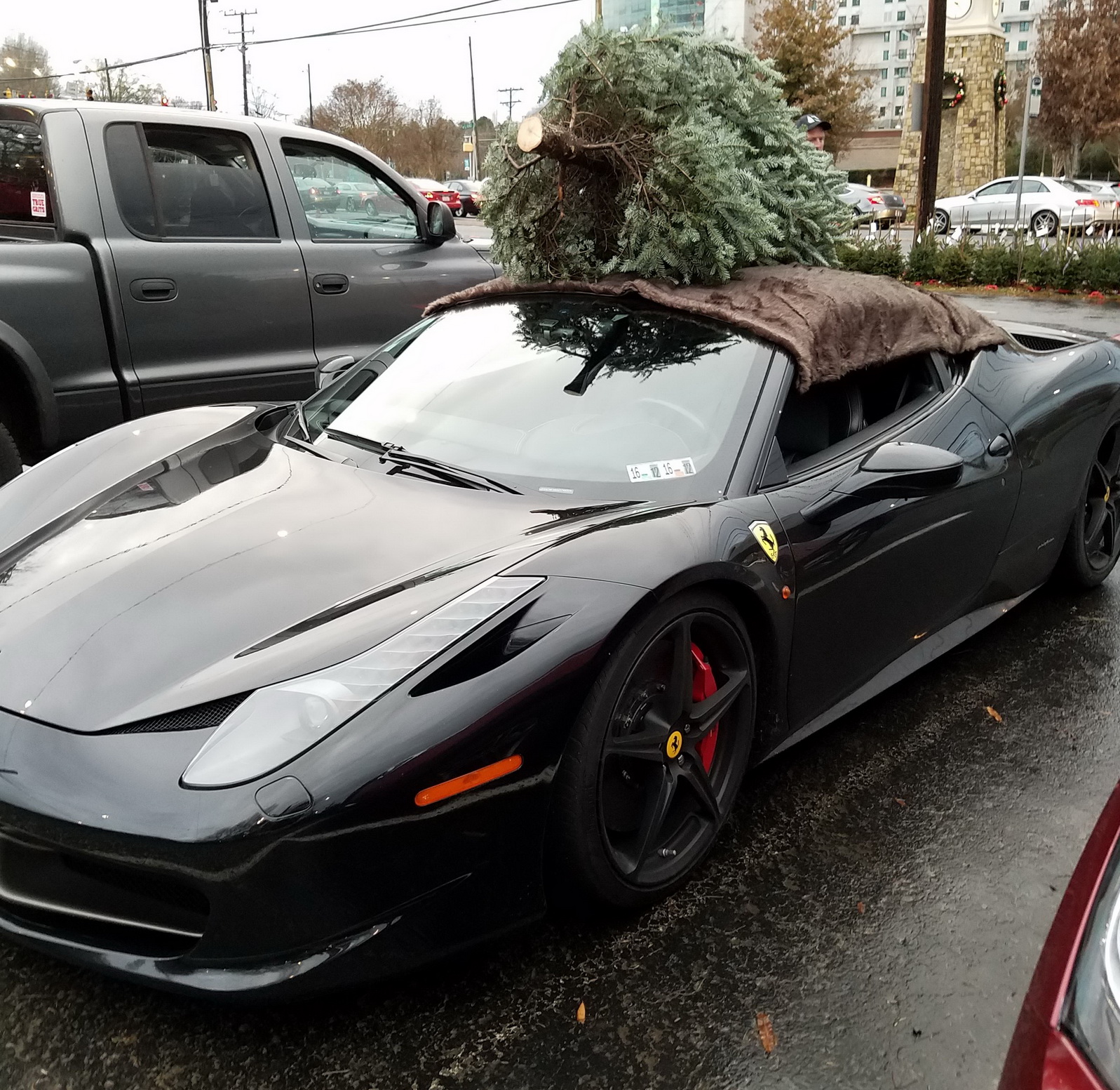 FERRARI-TREE-1.jpg