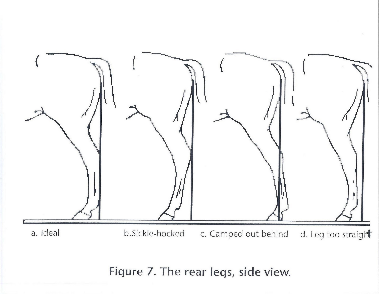 HorseJudgingTeams February 2012
