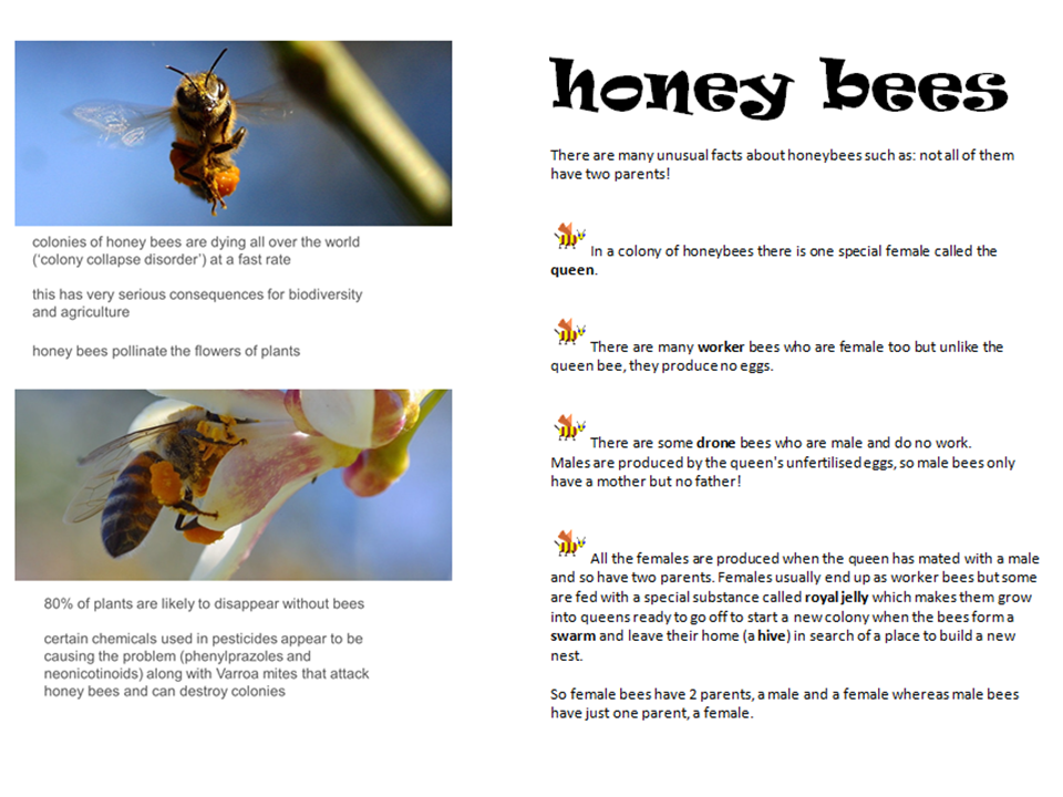 Fibonacci Sequence In Bees