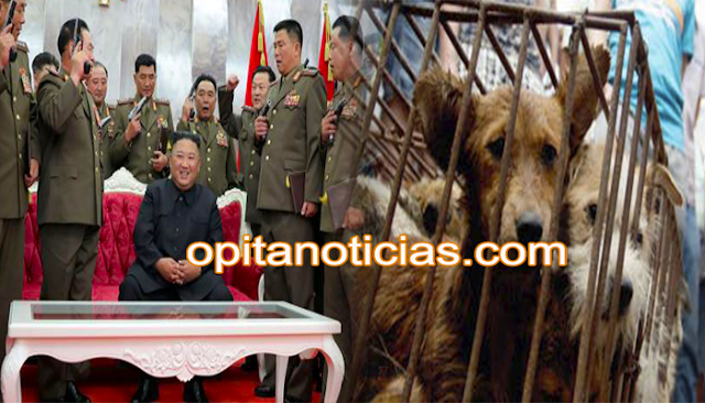 En Corea del Norte decomisan perros para volverlos alimento para la población. 
