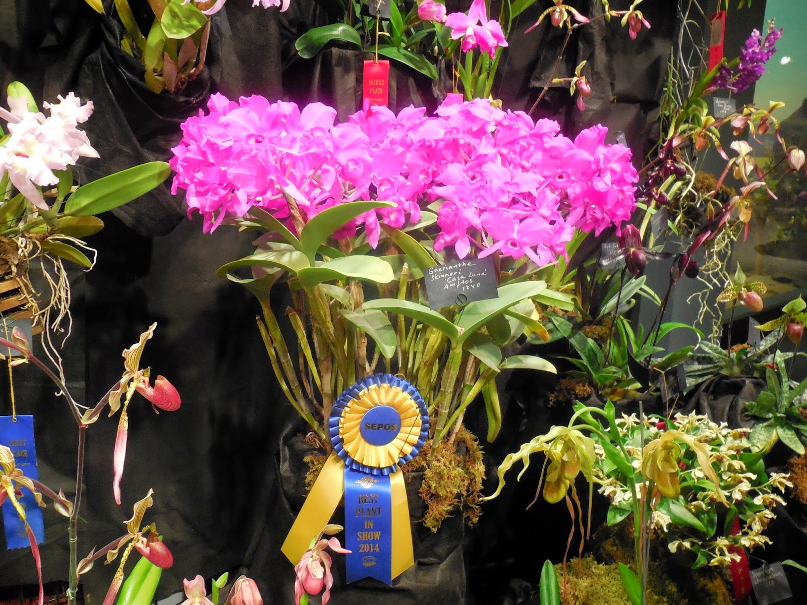 The College Gardener: The SEPOS Orchid Show