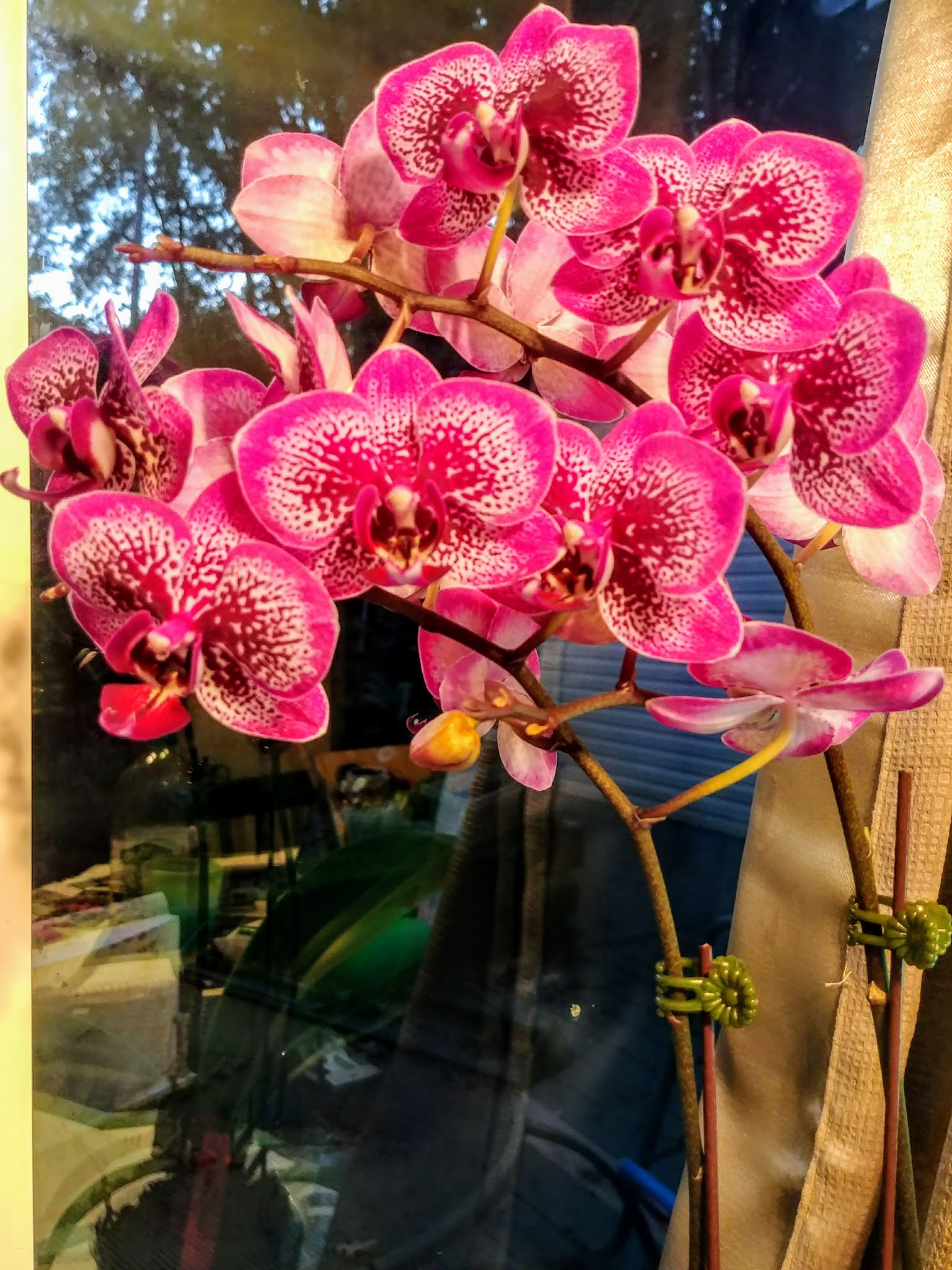 Another Mile Another Destination Blog: Carter and Holmes Orchid Nursery