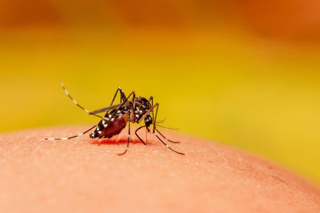 RN registra 174 casos confirmados de dengue em 2021; Sesap alerta para cuidados em período chuvoso