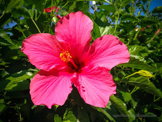 Red Blooming Hibiscus Flower On Fresh Green Leaves Of The Plants In The Tropical Garden