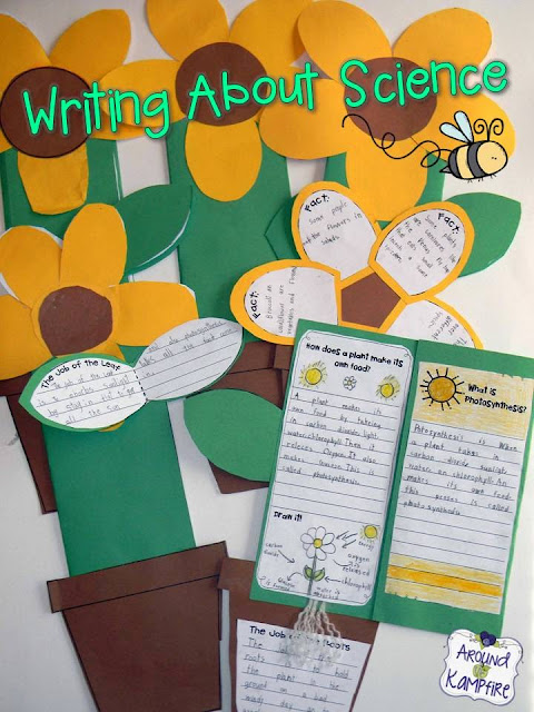 Plant life cycle foldable flower booklet~part of a complete unit.