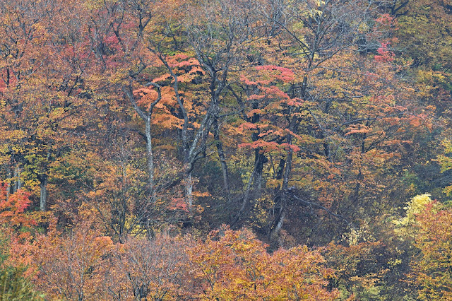 #photo #landscape #sigma #foveon #sdquattroh #japan #yamagata #tsuruoka #写真 #風景写真 #山形帝國 #山形県 #鶴岡市