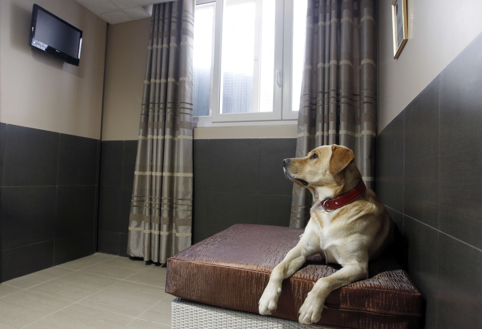 Animal's hotel. Сэр пес гостиница для собак. Магнитогорск гостиница для собак. Гостиница для животных. Гостиница для домашних животных.