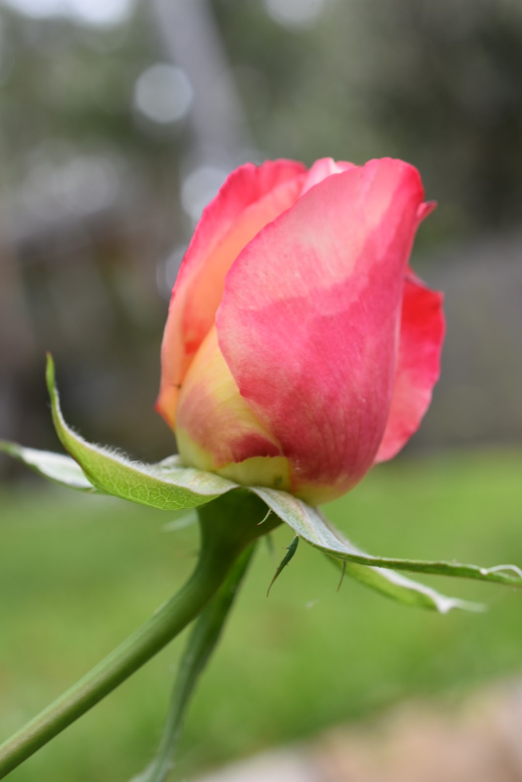 Flower of the day by Frances Flower of the Day Rose bud