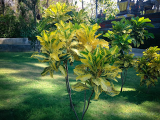 Fresh Plant Leaves Of Tropical Garden On A Sunny Day In A Long Dry Season Tangguwisia Village North Bali Indonesia