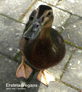 https://animalequality.org.uk/foie-gras/