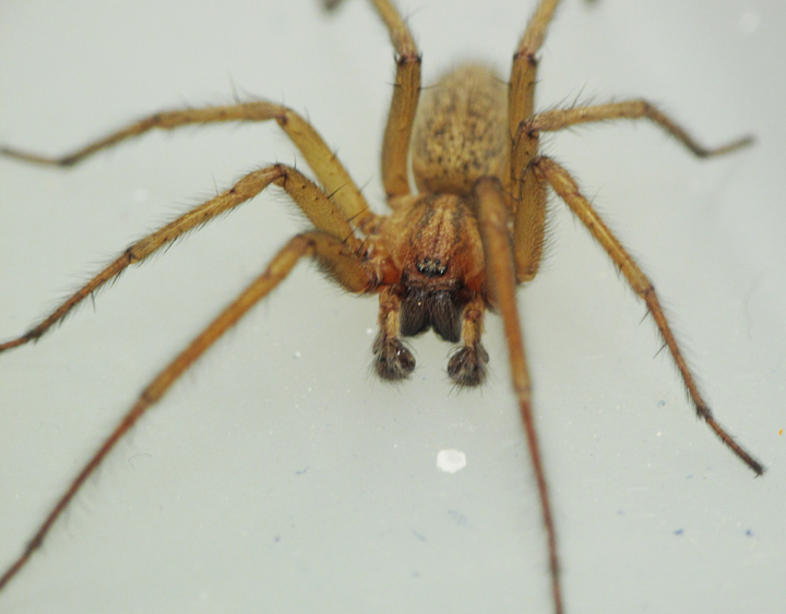 Паук фулл. Домовый паук Tegenaria domestica. Tegenaria domestica паук 5см. Паук Tegenaria atrica. Тегенария паутина.