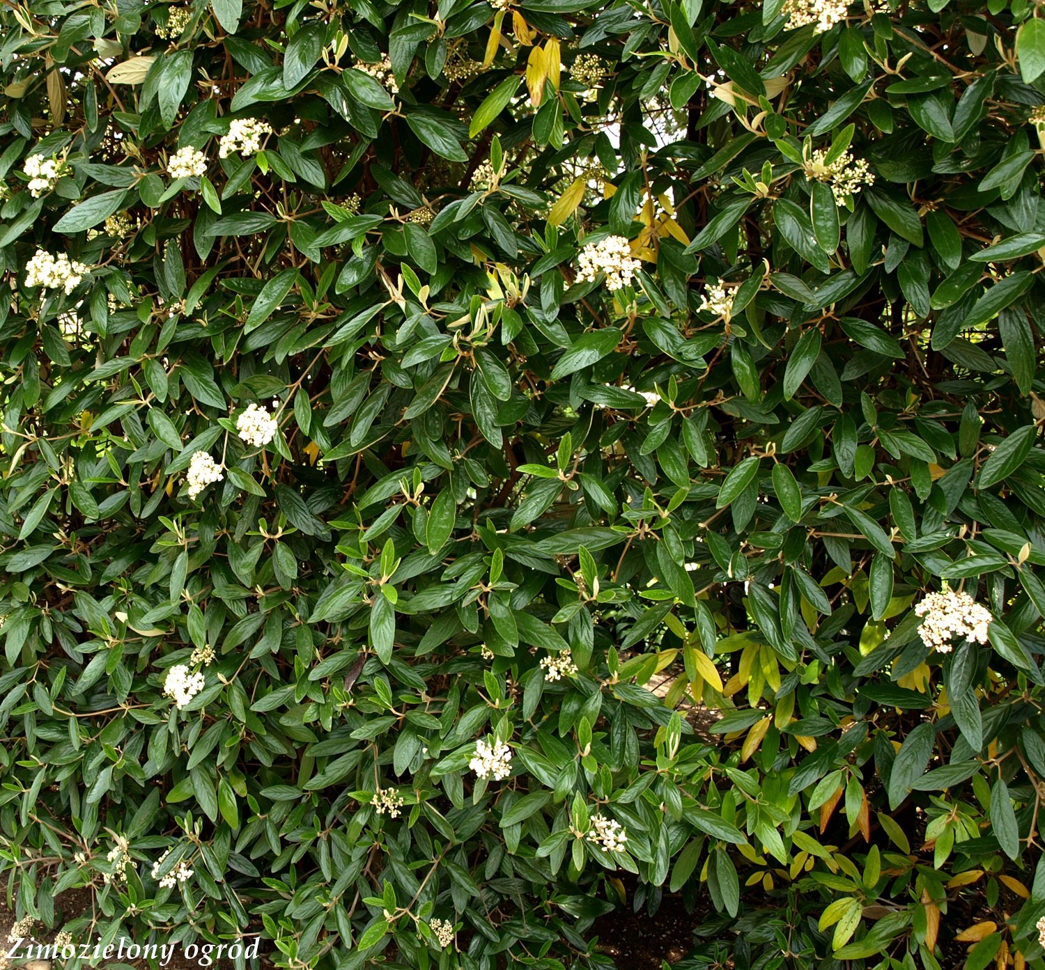 Zimozielony ogród Kalina praska Viburnum pragense