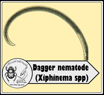 النيماتودا الخنجرية Dagger nematode