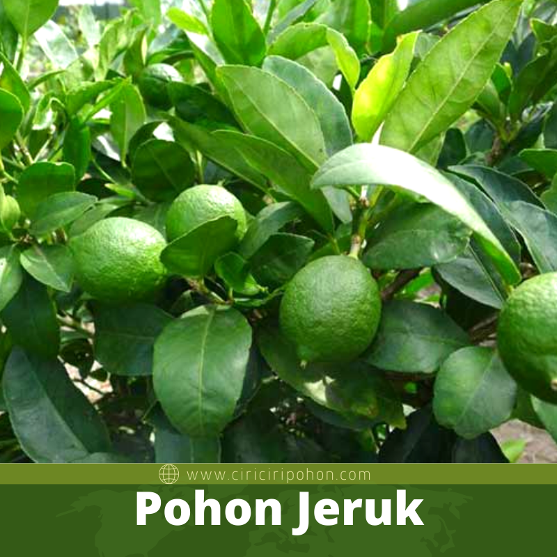 Pohon Jeruk