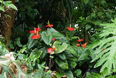 Anthurium Liar