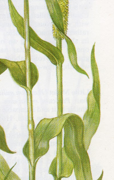 Finger Millet Plant Diagram