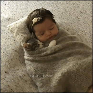 Cute Kitten GIF • Adorable human baby and kitty cat sleeping together head to head under blanket, so much love ♥ Cute Kitten GIF • Adorable human baby and kitty cat sleeping together head to head under blanket, so much love ♥