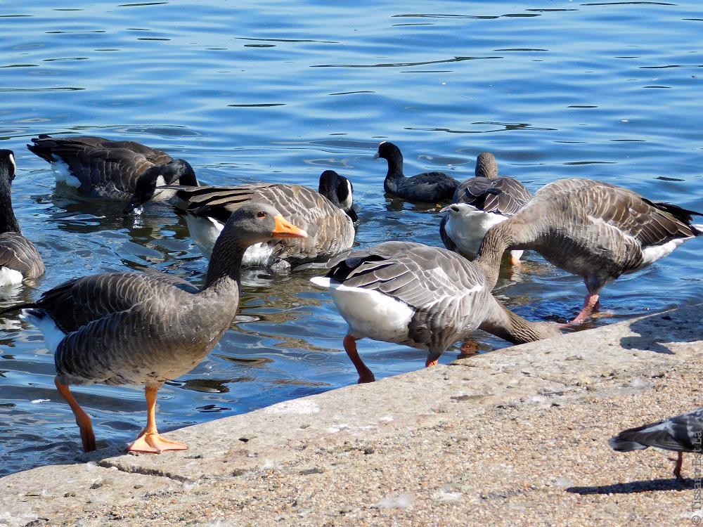 London Parks - Kensington Gardens & Hyde Park - August 2017 London Parks - Kensington Gardens & Hyde Park - August 2017
