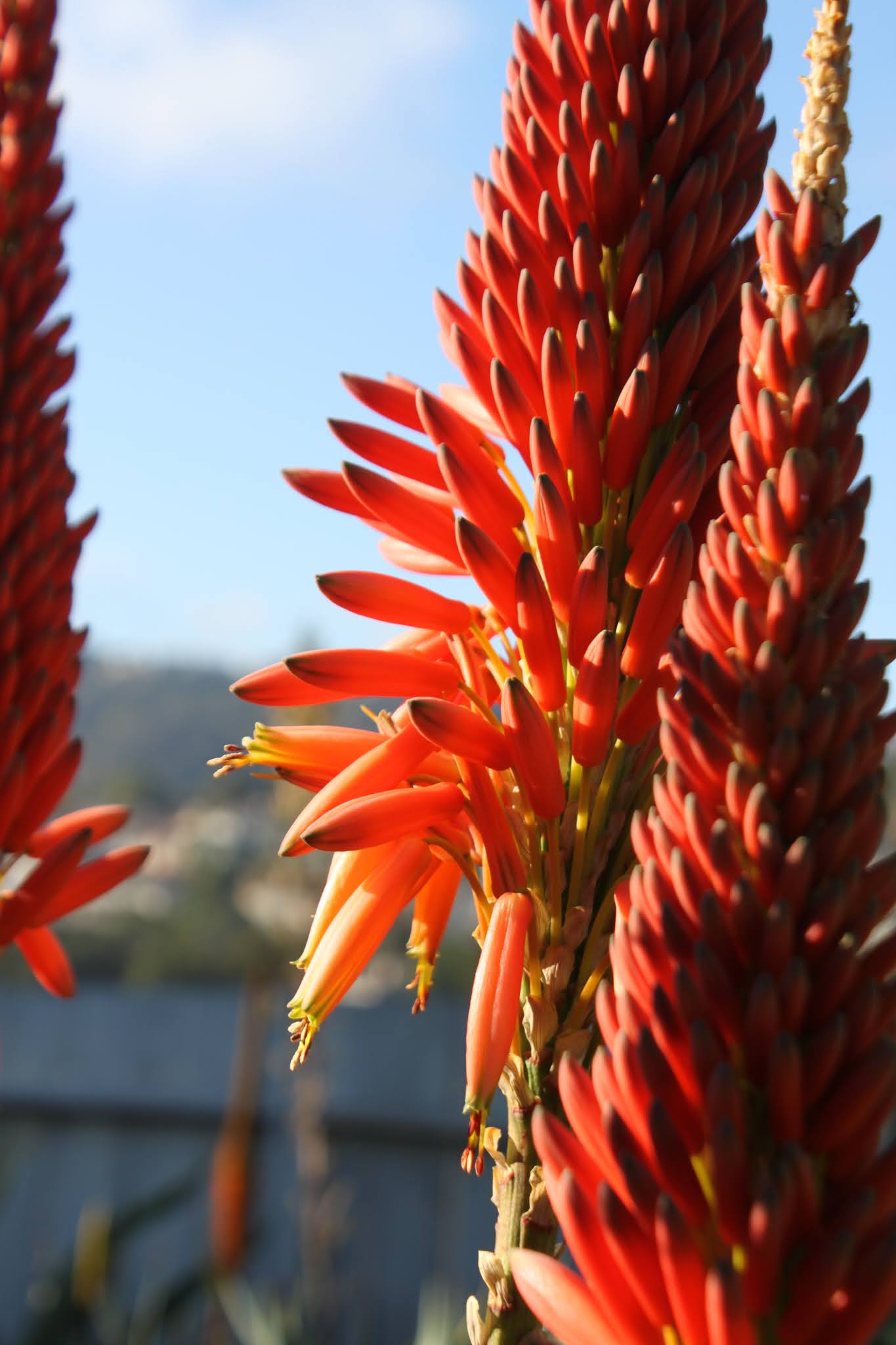 Growing Aloe mutabilis