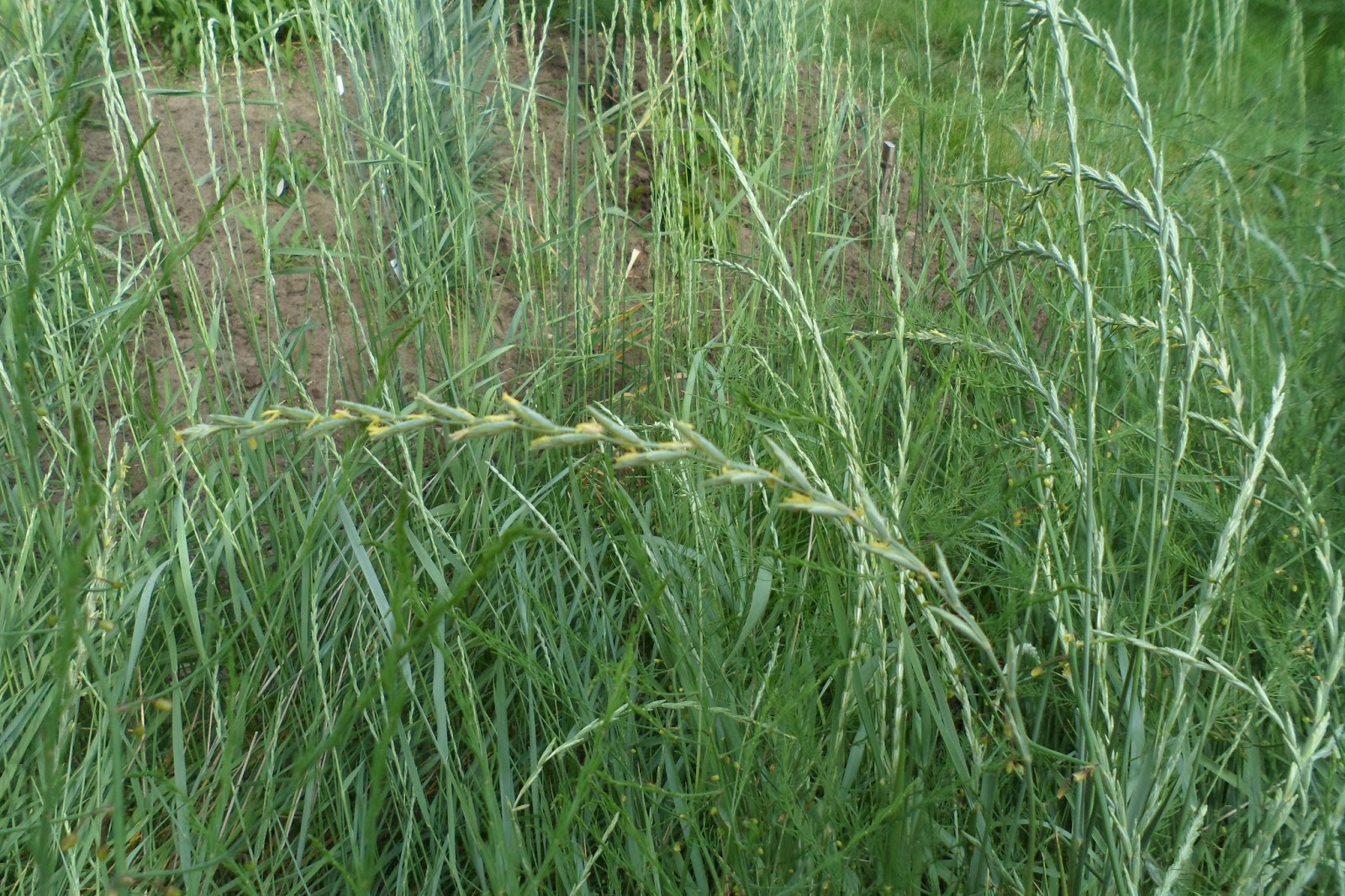 The Perennial Agriculturalist seed heads and grass flowers