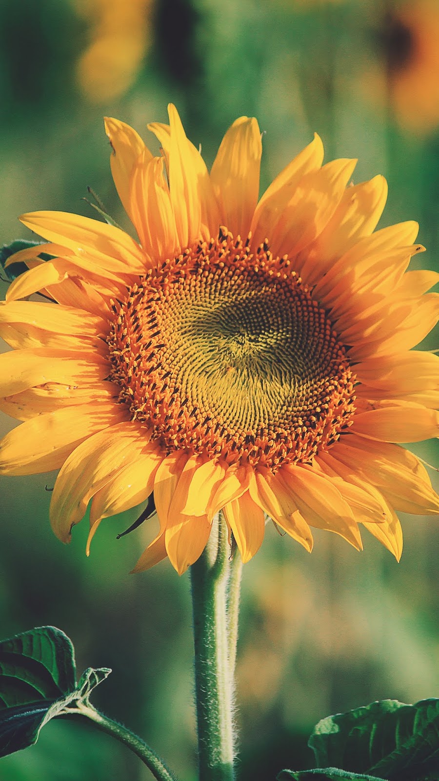 Sunflower wallpaper android