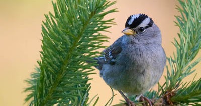 7 Steps to Accurately Identify Birds