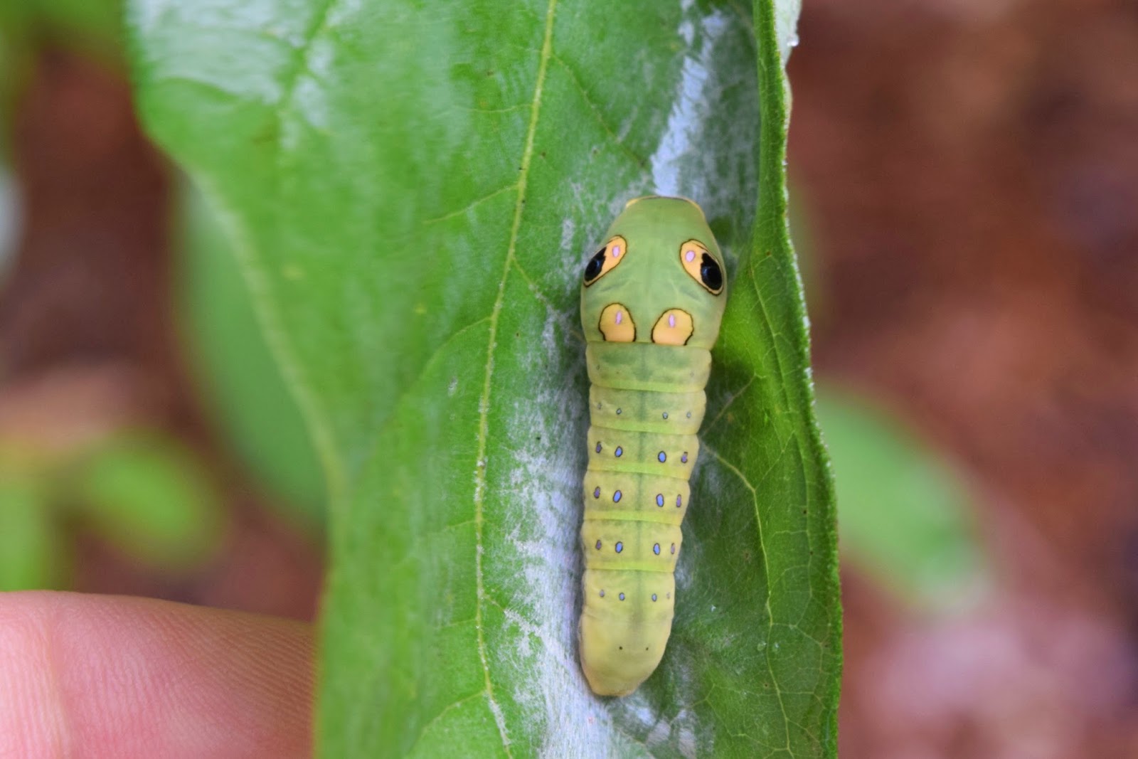 Using Native Plants Caterpillars Are Life