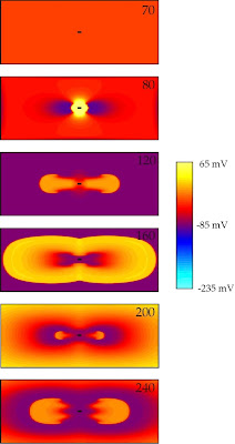 An illustration based on Fig. 1 in “An S1 Gradient of Refractoriness is Not Essential for Reentry Induction by an S2 Stimulus” (IEEE Trans. Biomed. Eng., 47:820–821, 2000). A figure based on Fig. 1 in “An S1 Gradient of Refractoriness is Not Essential for Reentry Induction by an S2 Stimulus” (IEEE Trans. Biomed. Eng., Volume 47, Pages 820–821, 2000). It is the same as the figure in the communication, except the color and quality are improved.