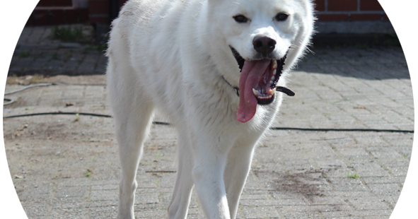 Husky Basko hat ein neues Zuhause