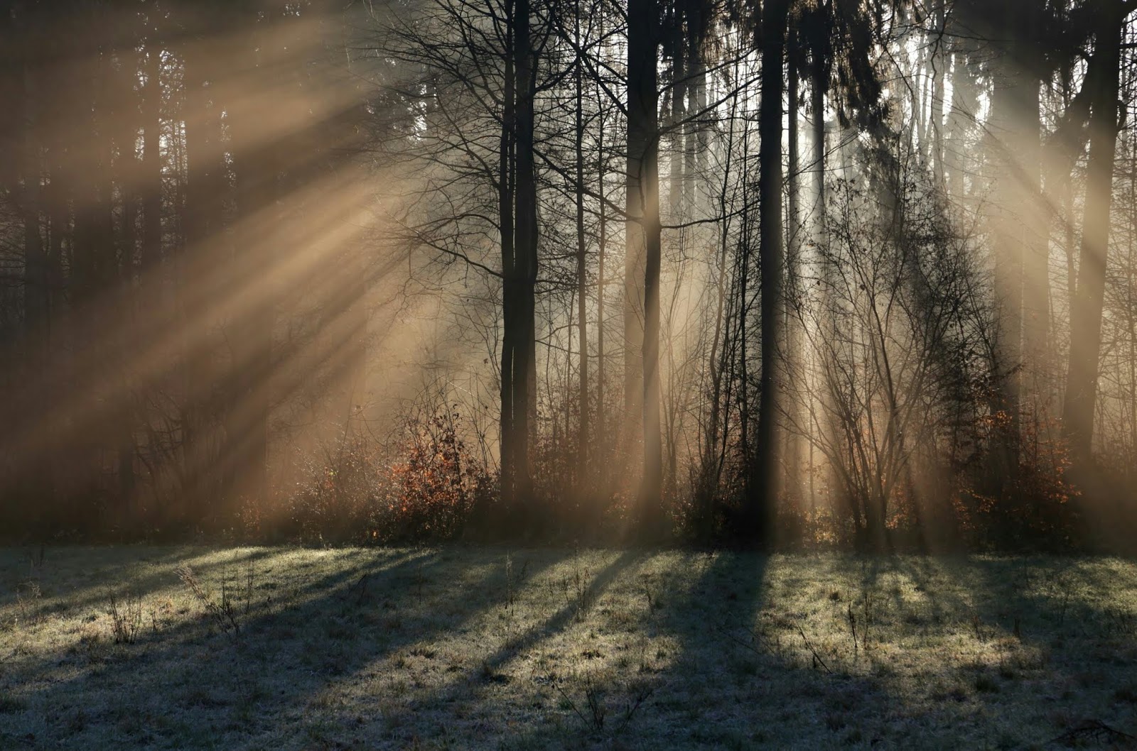 Natural effect. Просыпаются деревья утром. Холодный свет на деревьях. Утро в забытом лесу.