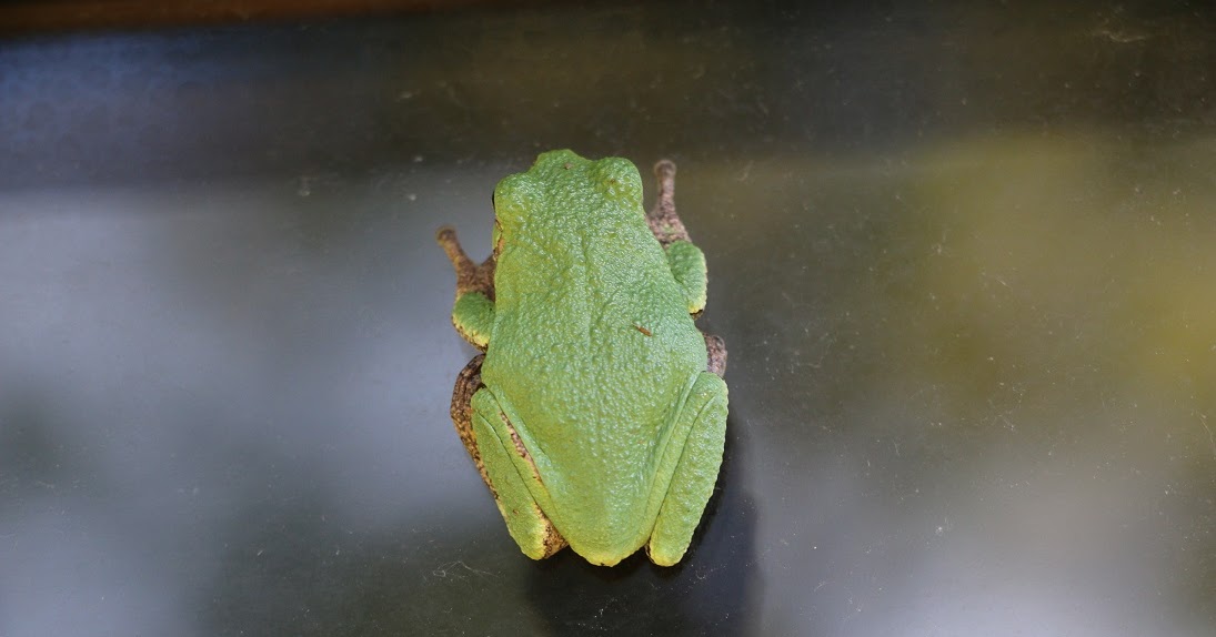 Michigan Exposures A Cope's Gray Tree Frog