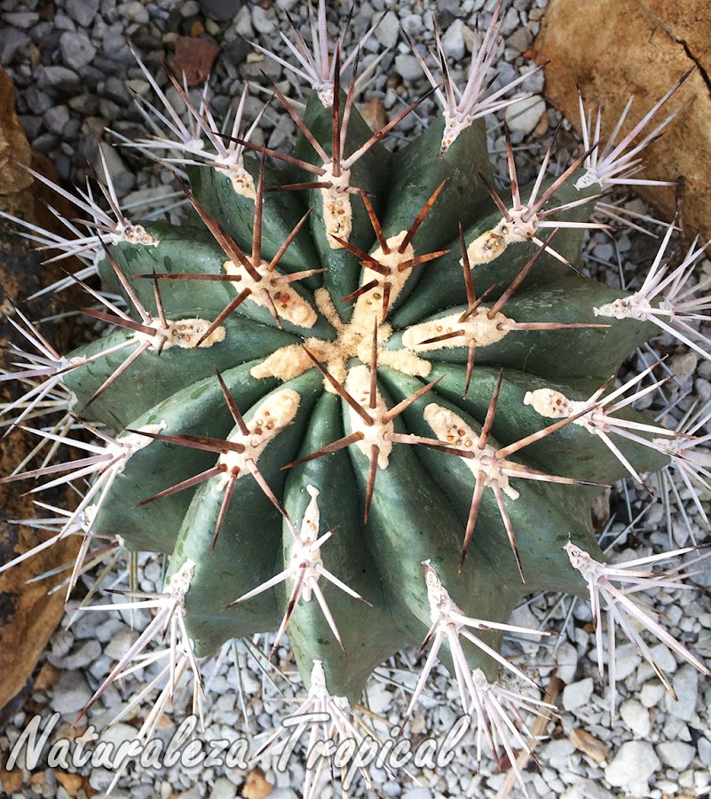 Vista superior del cactus Ferocactus lindsayi