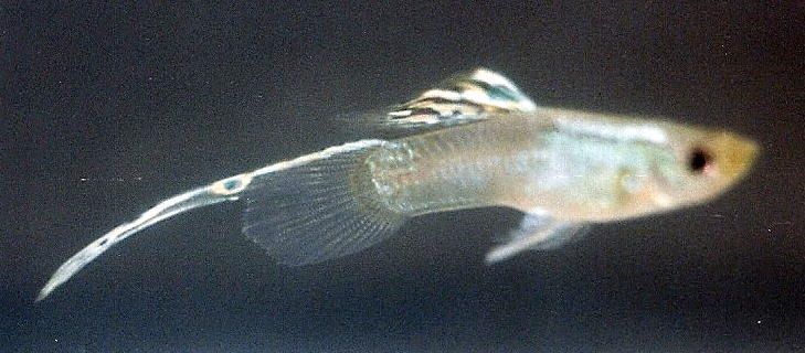 Gambar Seperti Ini Bentuk Ekor Ikan Guppy Top swordtail