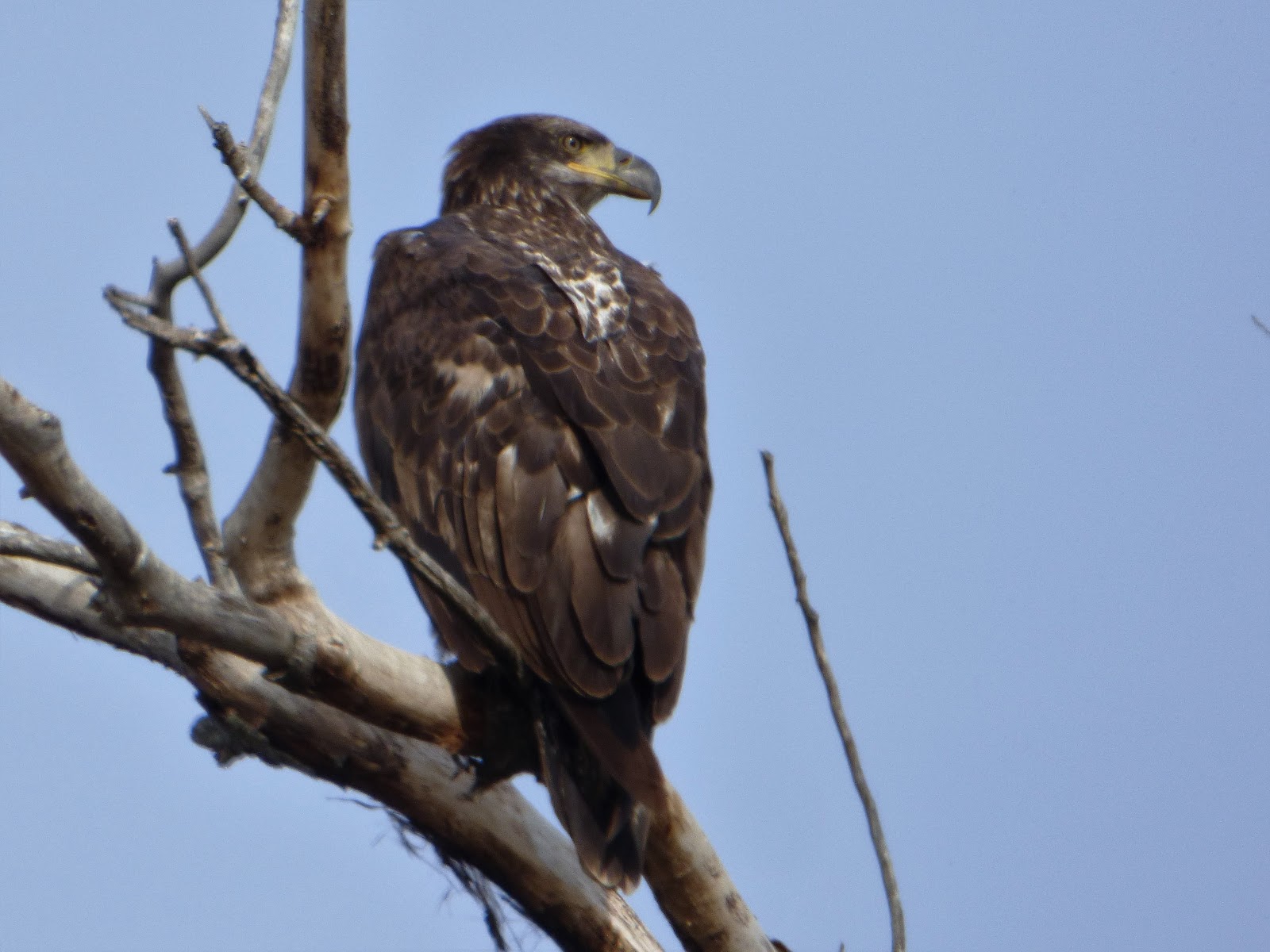 Geotripper's California Birds Bald Eagles at the Sacramento National