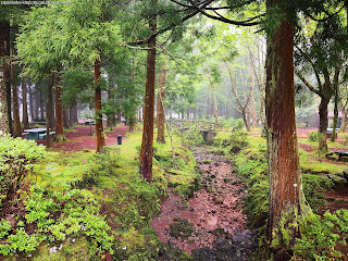 PORTUGAL / Viveiro da Falca, Ilha Terceira, Açores, Portugal