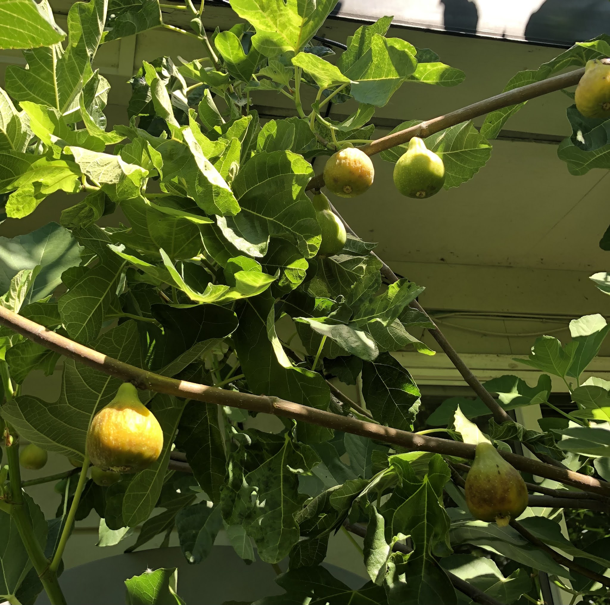 Lattarula figs