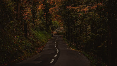 Road, path, trees, bushes, branches, autumn