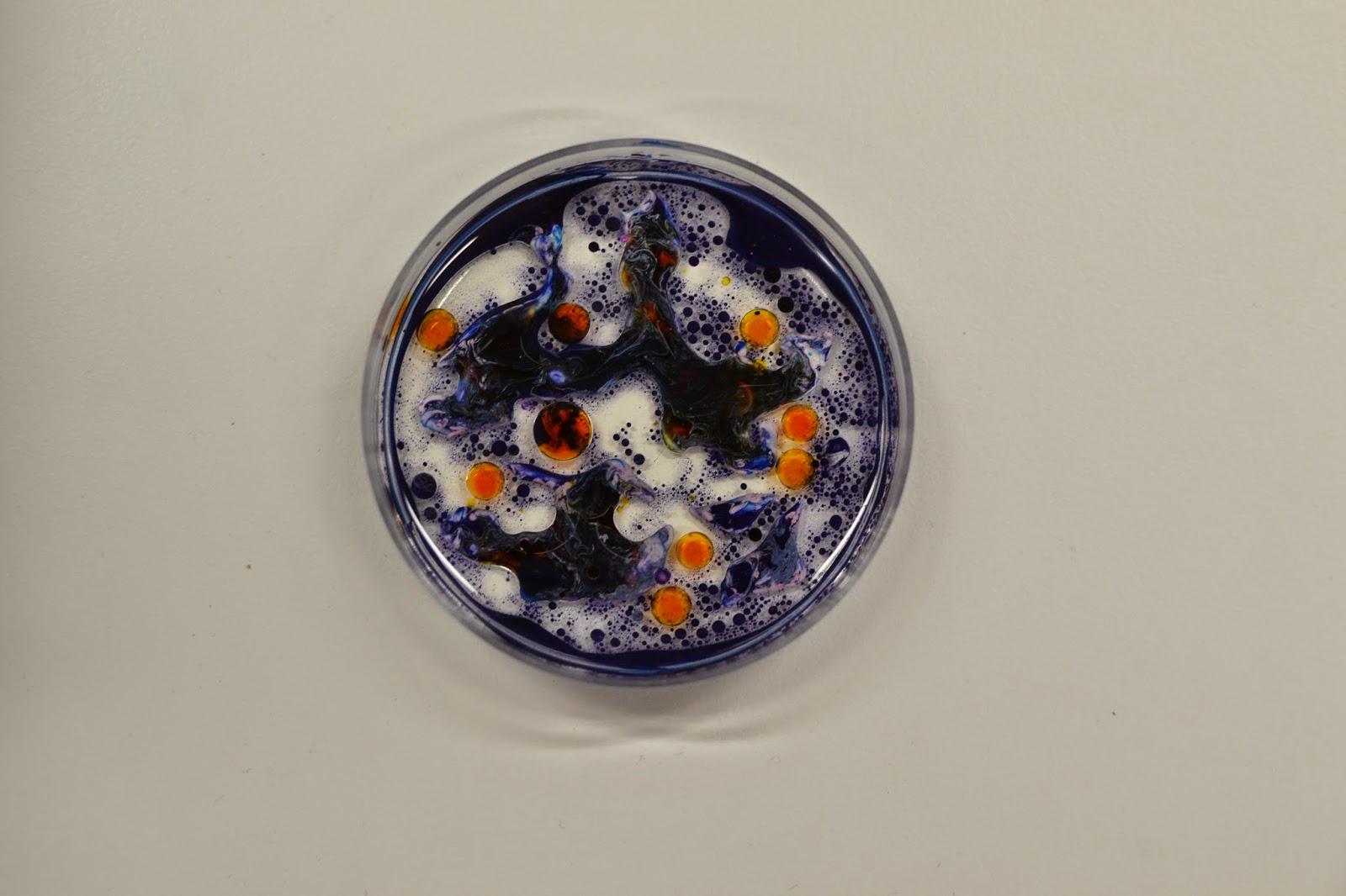 Sophie Dobson Petri Dish Experiments