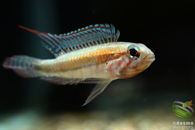 Apistogramma cf. diplotaenia