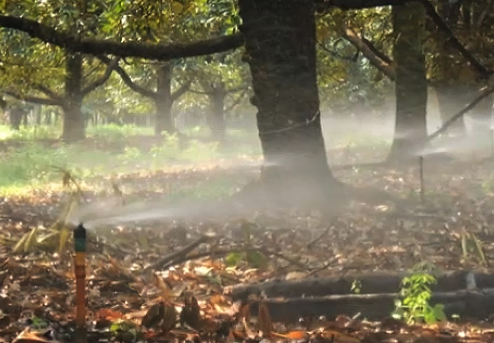 Durian Info Foliar Fertilization or Foliar Feeding