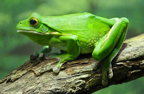 Pengertian Hewan Vertebrata dan Contohnya beserta