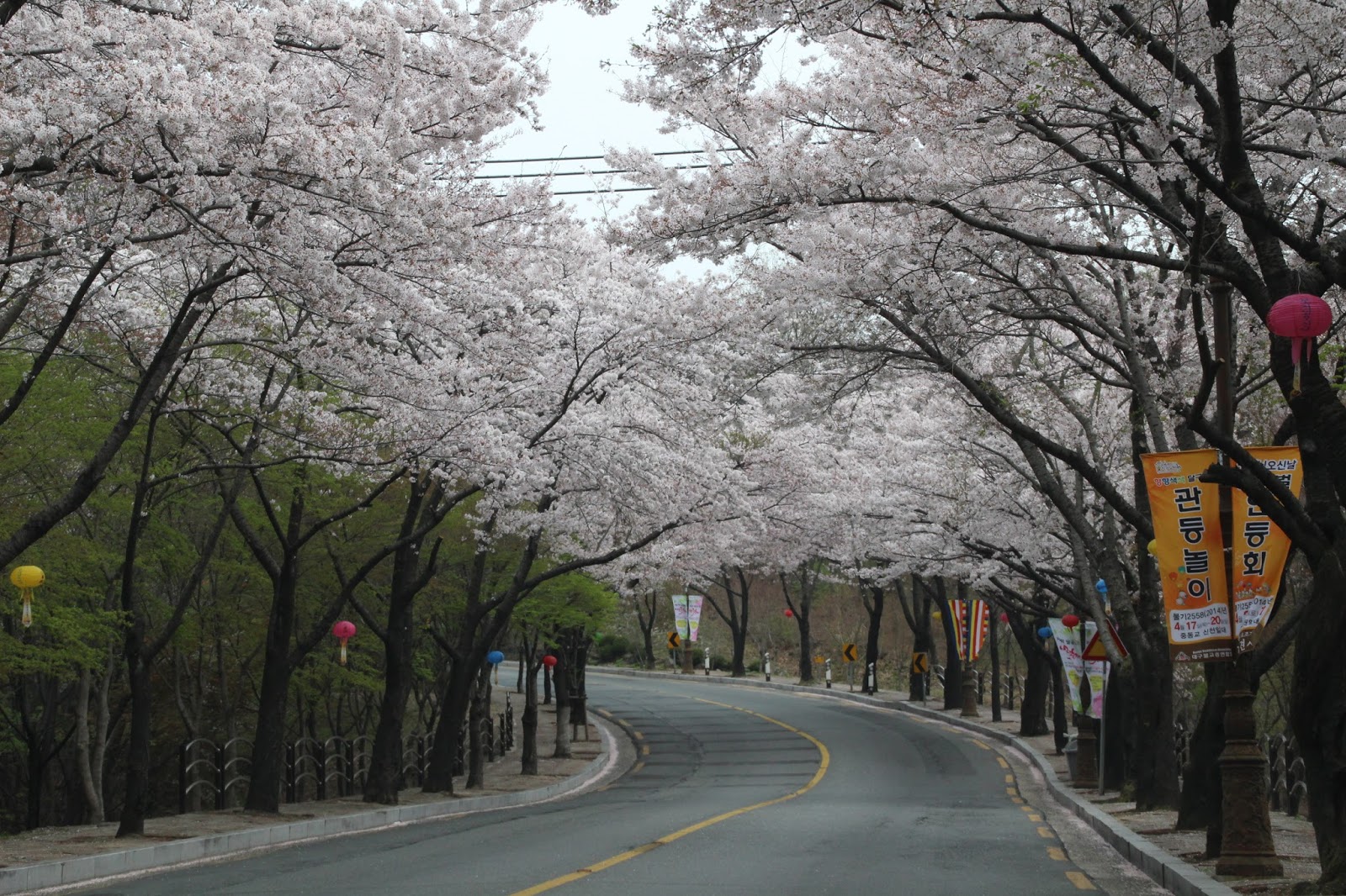 Fun & Free Daegu Travel: When Will This Year’s Spring Flowers Bloom in