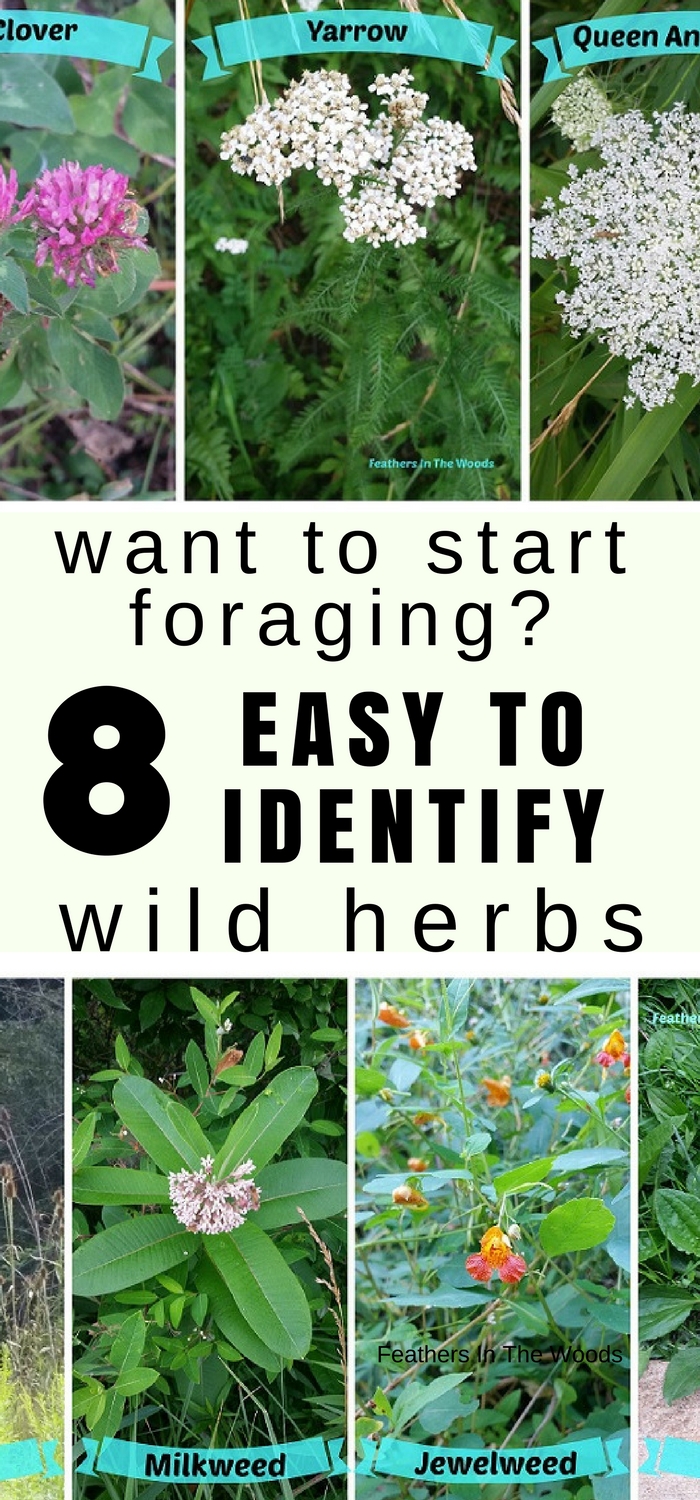8 wild herbs I forage for (and you can too!) Feathers in the woods