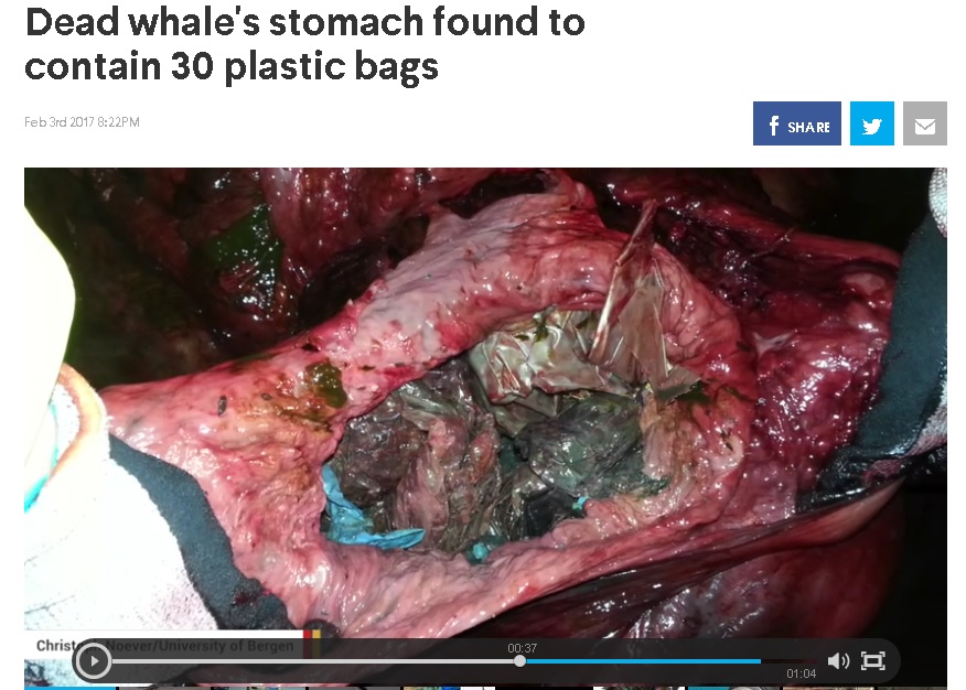 Plastic in Dead Whale