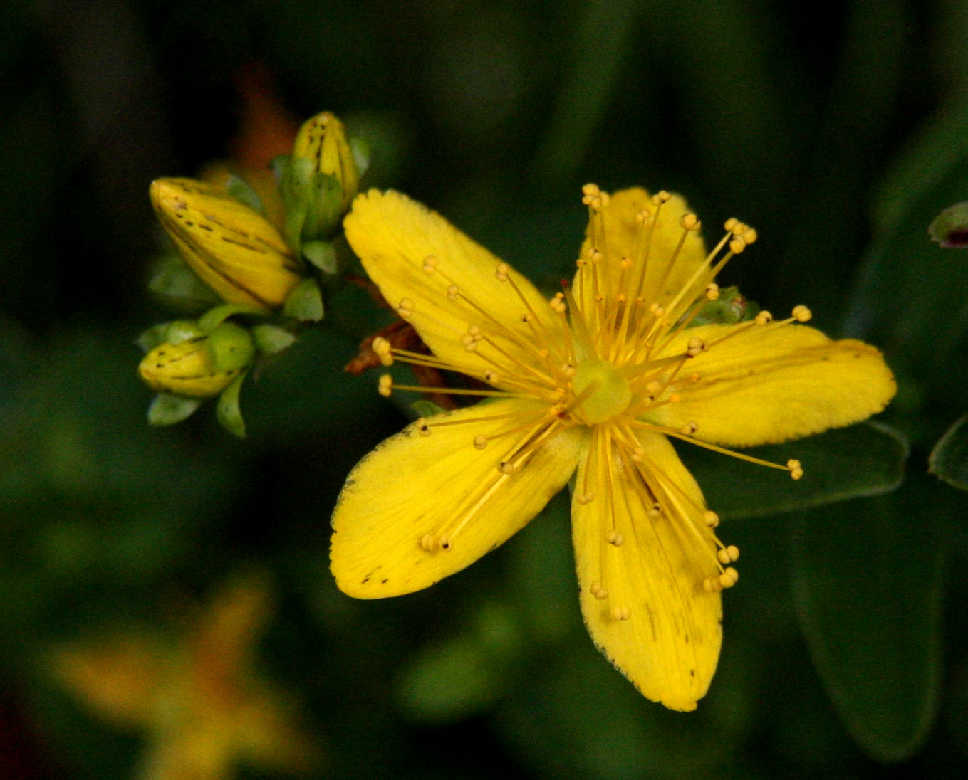 Birding with Flowers Final Brownfield Special
