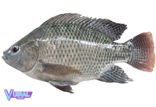 Contoh Hewan Pisces - Ikan Nila