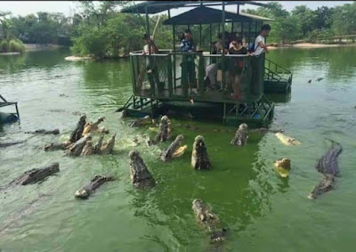 The crocodile farm