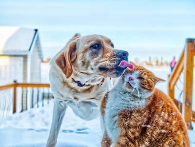 A Labrador is giving a ginger cat a lick. The cat seems unimpressed.