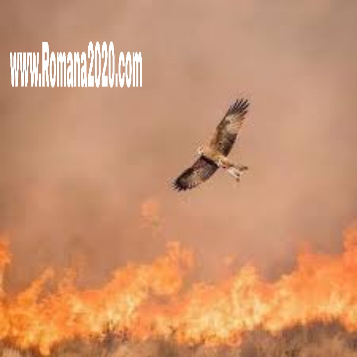 قتل الحدأة لماذا أمر به النبي صلى الله عليه وسلم الكريم هل تعلم وان وورد