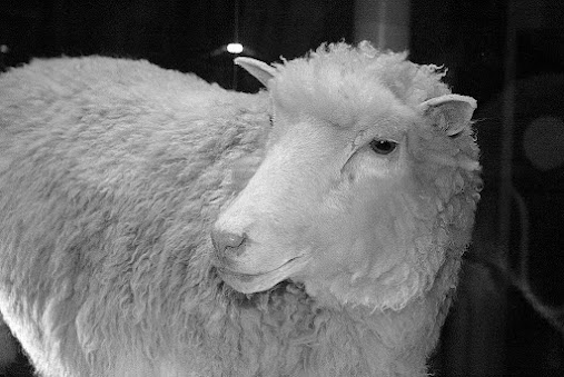 Dolly the Cloned Sheep
